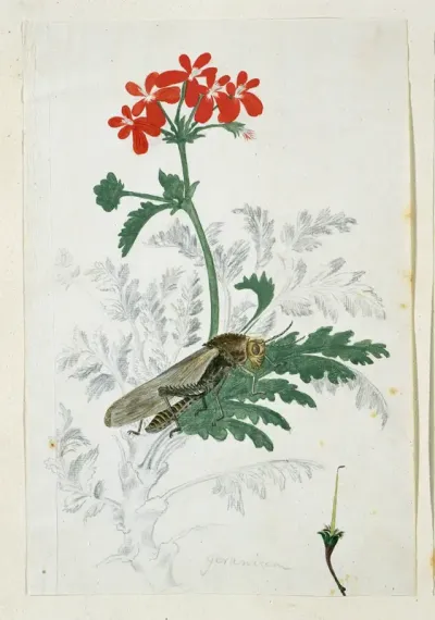 Pelargonium fulgidum L'Hérit, met een Gryllida (krekel)