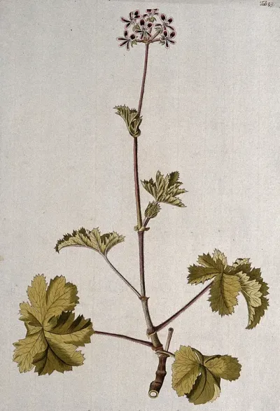 Pelargonium or geranium (Pelargonium bicolor): flowering stem