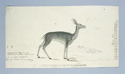 Pelea capreolus (Grey rhebok)