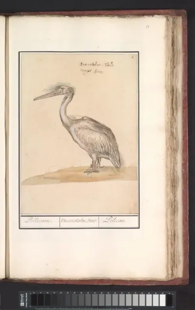 Pelikaan (Pelicanus)