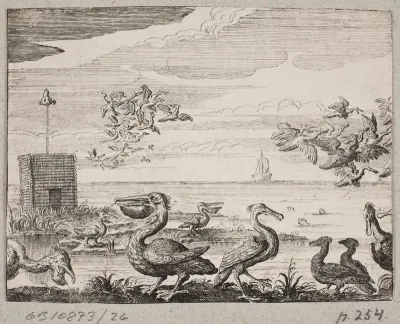 Pelikaner