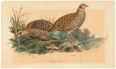 Peltopyy, Tidskrift för jägare och naturforskare -lehden (nro 11-12/1834, s. 1089) kuvitusta