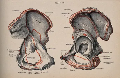 Pelvic bones: two figures