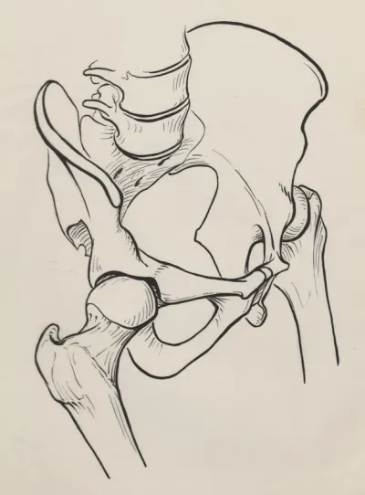 Pelvic bones
