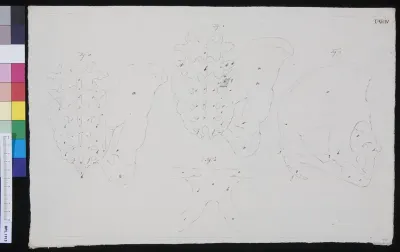 Pelvis (design for a publication)