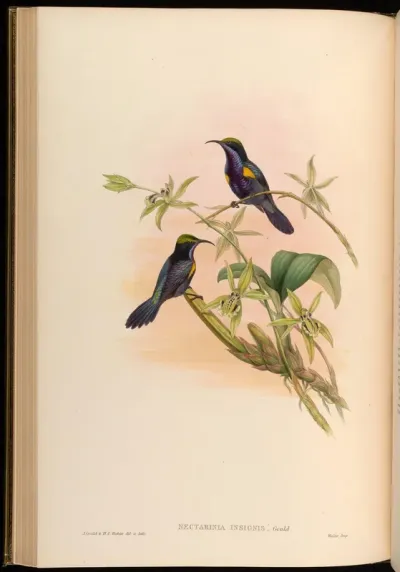 Penang Sun-bird
