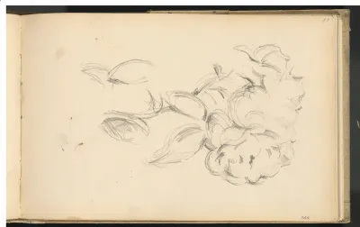 Peonies