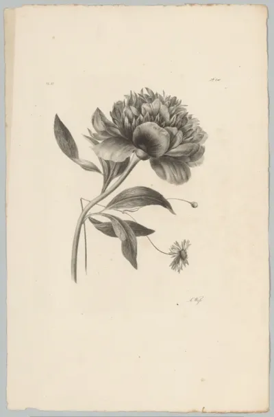 Peony