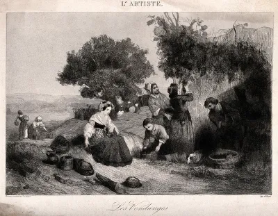 People harvesting grapes