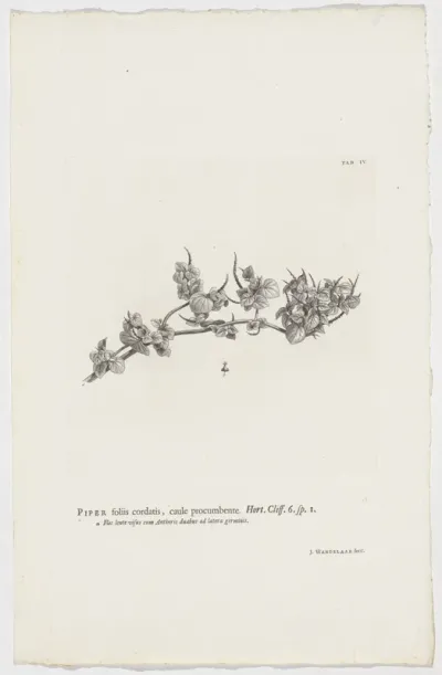 Peperomia pellucida