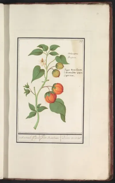 Peperplant (Capsicum annuum)