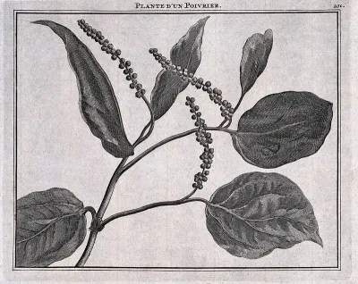 Pepper plant (Piper nigrum L.): fruiting stem