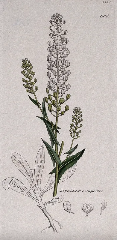 Pepperwort (Lepidium campestre): flowering stem, root and floral segments
