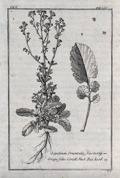 Pepperwort (Lepidium orientale): flowering plant, leaf and floral segments