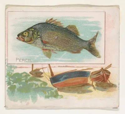 Perch, from Fish from American Waters series (N39) for Allen & Ginter Cigarettes