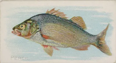 Perch, from the Fish from American Waters series (N8) for Allen & Ginter Cigarettes Brands