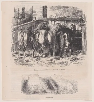 Percheron Horses in a Stable and A Manure Pit, from "Le Magasin Pittoresque"