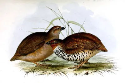 Perdicula argoondah