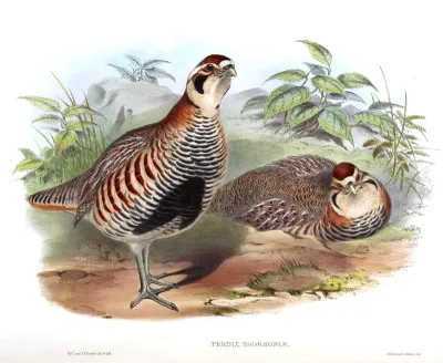 Perdix hodgsoniae