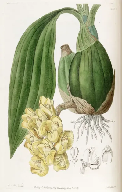 Peristeria cerina