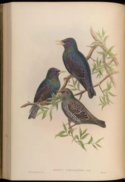 Persian Starling
