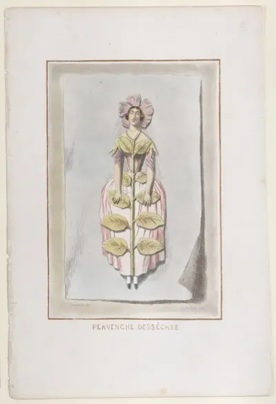 Perveche Desséchée, from "Les Fleurs Animées"
