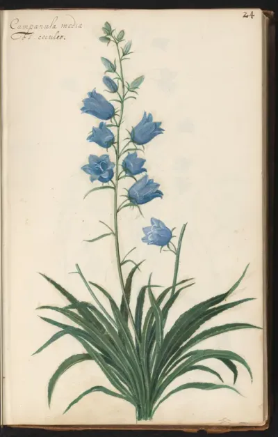 Perzikbladklokje (Campanula persicifolia 'Coerulea')
