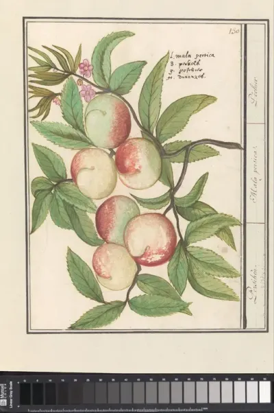 Perziken