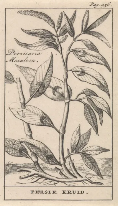 Perzikkruid