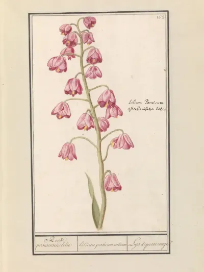 Perzische lelie (Fritillaria persica)