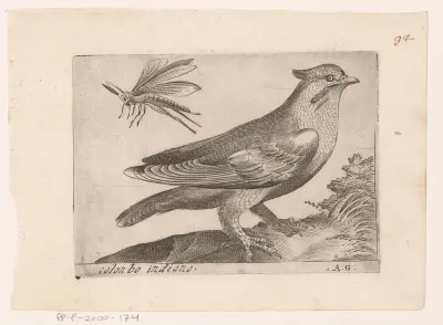 Pestvogel (Bombycilla garrulus)