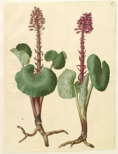Petasites hybridus (rød hestehov)