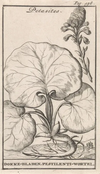 Petasites