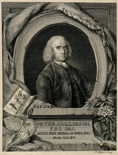 Peter Collinson
