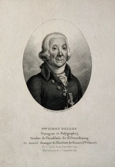 Peter Simon Pallas