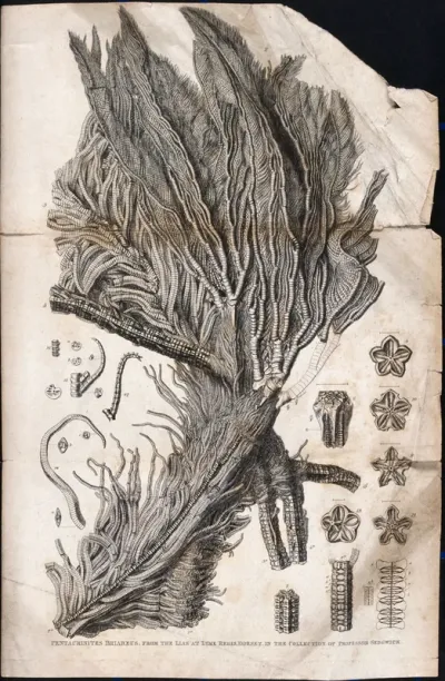 Petrification of a marine animal, an encrinite or fossil crinoid