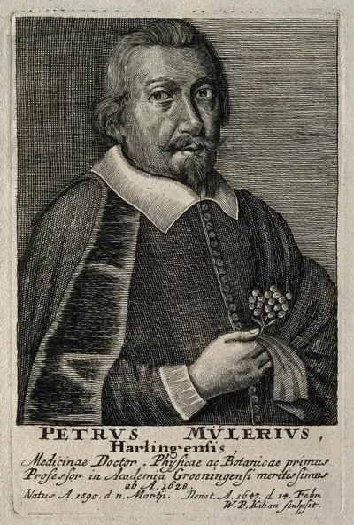 Petrus Mulerius