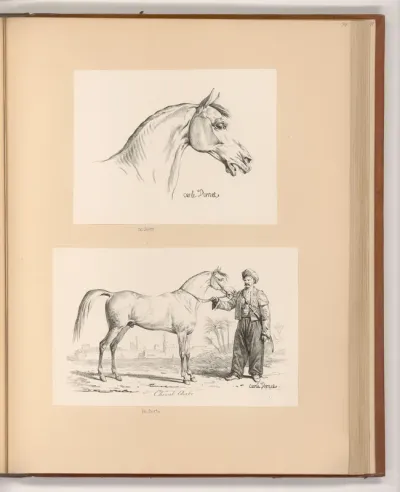 Pferdekopf; Pferd mit arabischem Reiter