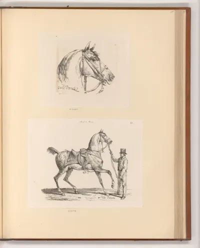 Pferdekopf; Pferd mit Reiter