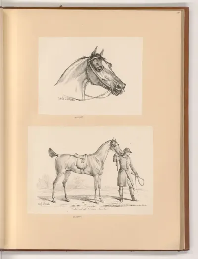 Pferdekopf; Pferd und Reiter
