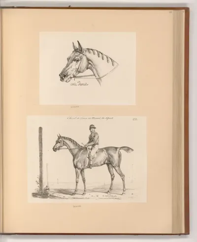 Pferdekopf; Rennpferd mit Jockey