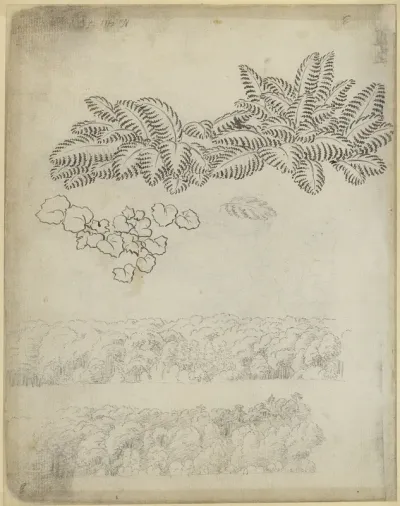 Pflanzenstudie (Farn) und Laubwald