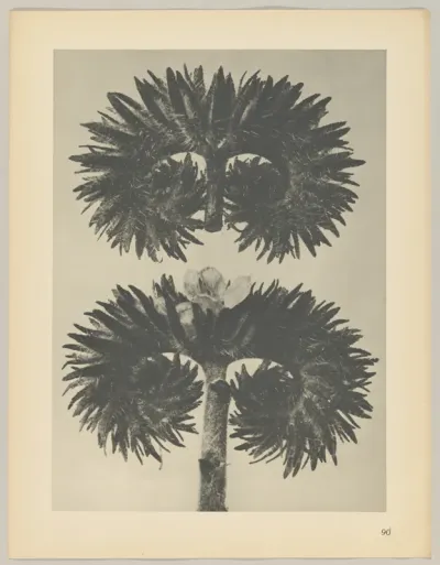 Phacelia tanacetifolia