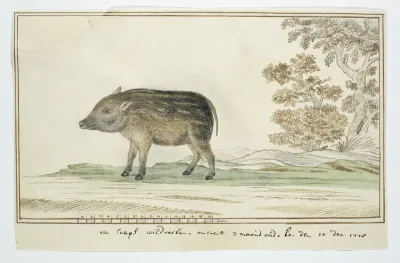 Phacochoerus aethiopicus aethiopicus (Cape warthog)