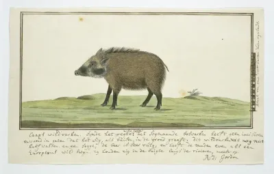 Phacochoerus aethiopicus aethiopicus (Woestijnknobbelzwijn; vrouwelijk)