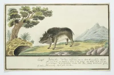 Phacochoerus aethiopicus aethiopicus (Woestijnknobbelzwijn)