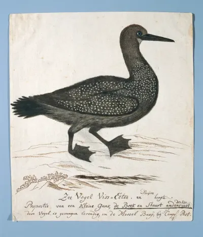 Phalacrocorax capensis (Cape cormorant)