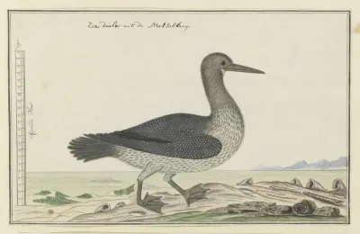 Phalacrocorax capensis (Kaapse aalscholver)
