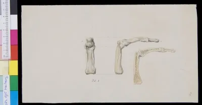Phalange, view and cross section