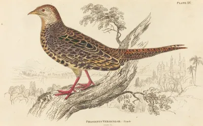 Phasianus Versicolor - Female